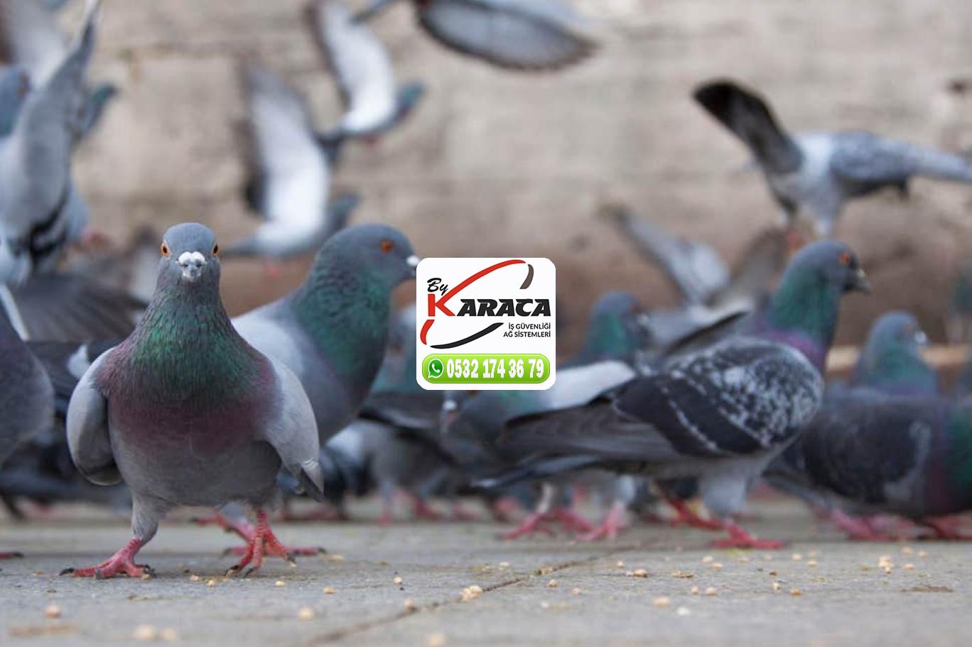 Kuş Filesi Kuşkonmaz Filesi 0532 174 36 79 Kuş Filesi Kuşkonmaz Filesi 0532 174 36 79